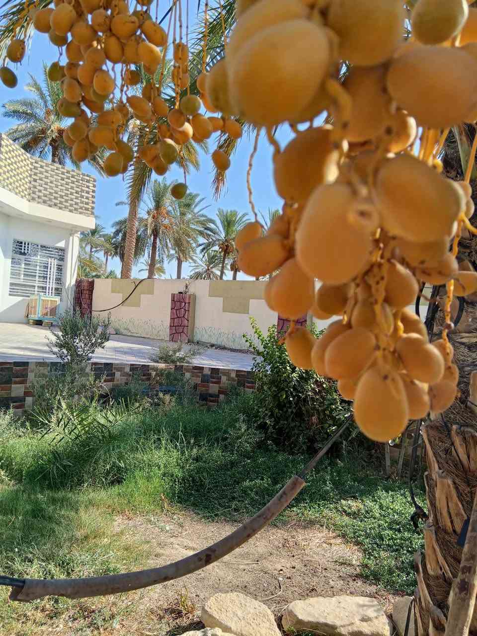 مزرعة دونم • ٣ بيوت • مسبح