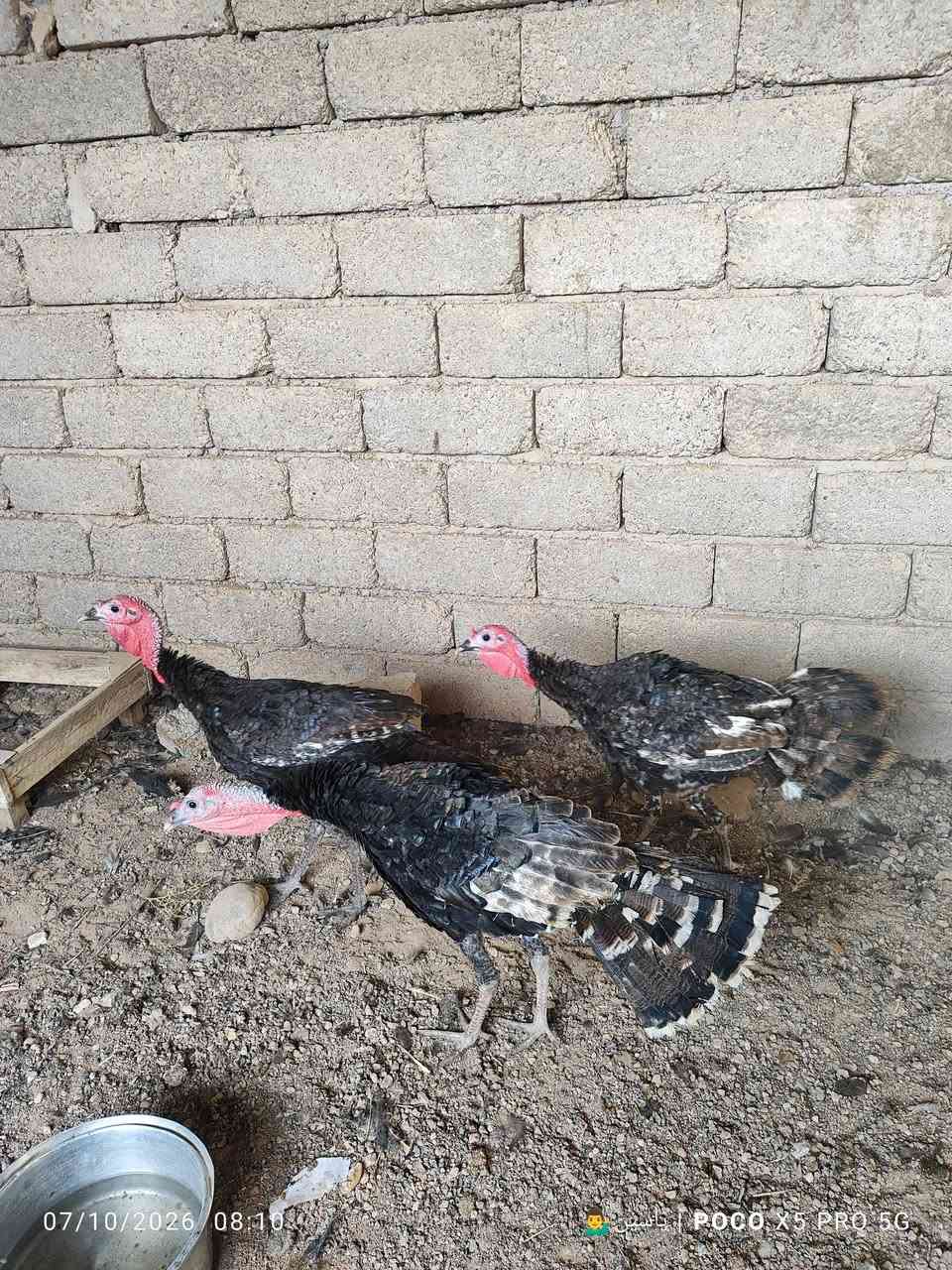 البصرة • ٧ فحول • ١ أماية