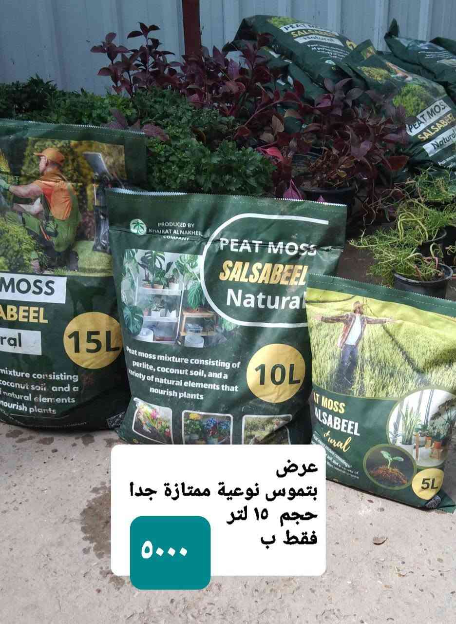 بونساي عين البزون • لبلاب تعليك • عصا موسى