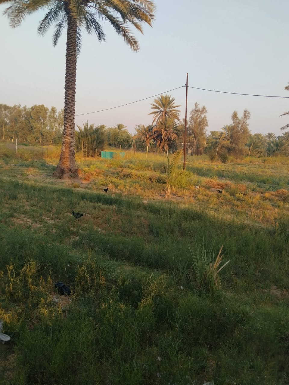 آلُـۜسـۨۚ(✋)ــِۖلُأمٌ ؏ـليۜـ(💜)ـكـۜم وݛحـٍّْـٍّْ⁽😘₎ـٍّْمهہ الًـًٍۖـٍـٍۖ(☝)ٍۖـًٍٍٍّـًٍلۖهًٍۖۂ وبـۗـۗـۗـۗـۗـۗركۧۧــۧۧۧۧۧـۗـۗ(ۗ😇)ـۗـۗاتهۂ........الى اصحاب العقول التجارية والاستثمار عرض خاص... توجد لدينا دوااانم للبيع طابووووو طابووووو زراعي..... ♡♡♡
....... يرجى فتح 🏭كل الصور 

 سند ٢٥ المساحة ٣ دونم مسيجة... ومزروعة أشجار وفسائل نخيل 

مشيد عليها دار كبير بناء حديث يتكون من ٤ غرف نوم (٥*٤)متر واستقبال (٧*٤)متر وصالة(١٤*٦) متر ومطبخ (٥*٥)متر 

البناء طابوق والسقف صب مسلح 

الموقع المسيب منطقة ابو عصافير شارع مدرسة نسيبة الانصاري قرب اللوفة الحادة... مجاور.... مزرعه السعادة.... 

السعر المطلوب ٢٥٠ مليون... وبيه مجال اي استفسار اتصل ***********

***********

لسنا الوحدين ولكننا الافضل. 

اي شخص ما يشري لا يعلق ولا يكسر بحلال الناس. ..

آلُـۜسـۨۚ(✋)ــِۖلُأمٌ ؏ـليۜـ(💜)ـكـۜم وݛحـٍّْـٍّْ⁽😘₎ـٍّْمهہ الًـًٍۖـٍـٍۖ(☝)ٍۖـًٍٍٍّـًٍلۖهًٍۖۂ وبـۗـۗـۗـۗـۗـۗركۧۧــۧۧۧۧۧـۗـۗ(ۗ😇)ـۗـۗاتهۂ........الى اصحاب العقول التجارية والاستثمار عرض خاص... توجد لدينا دوااانم للبيع طابووووو طابووووو زراعي..... ♡♡♡
