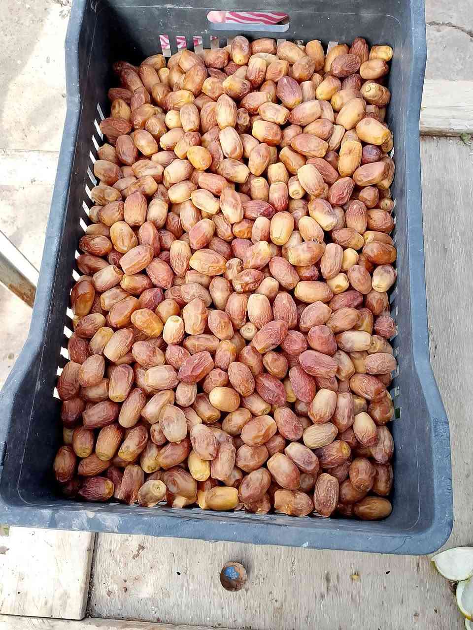 خرما • بستان • کەلار