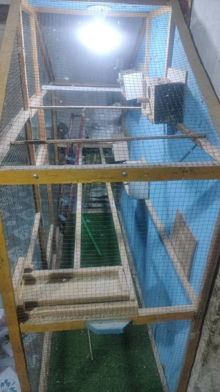 قفص • جديد