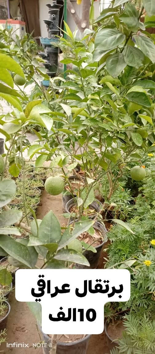 مشتل • اشجار حمضيات • الديوانية