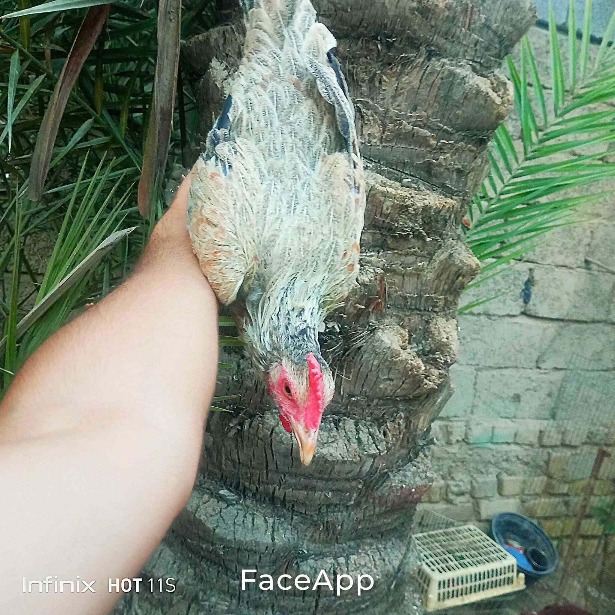 ديك • دجاجة عرب • صحية ونشيطة