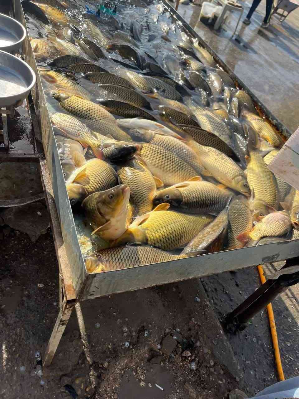 متوفر يوم  الخميس    عروض  وابلاش 🔥
سمك عدل قلي ب4
واكو سمك عدل شوي 
ابو زريده خشن مال الحفار 
ابو زريده خشنه الله شاهد عراقي  
ابو زريده وسط 3ب10
سمتي صيد 3ب10
حمري وكطان ب4
شانك خشن 3ب10
شانك وسط 4ب10
ومتوفر توصيل لكافة مناطق الديوانبه 
خدمه توصيل *********** حجز وات ساب واتصال فقط
العنوان الديوانيه فلكه الجامعه اول بسطيه ستوته زركه جوه قطعه اعلن هنا اسمي صلاح
