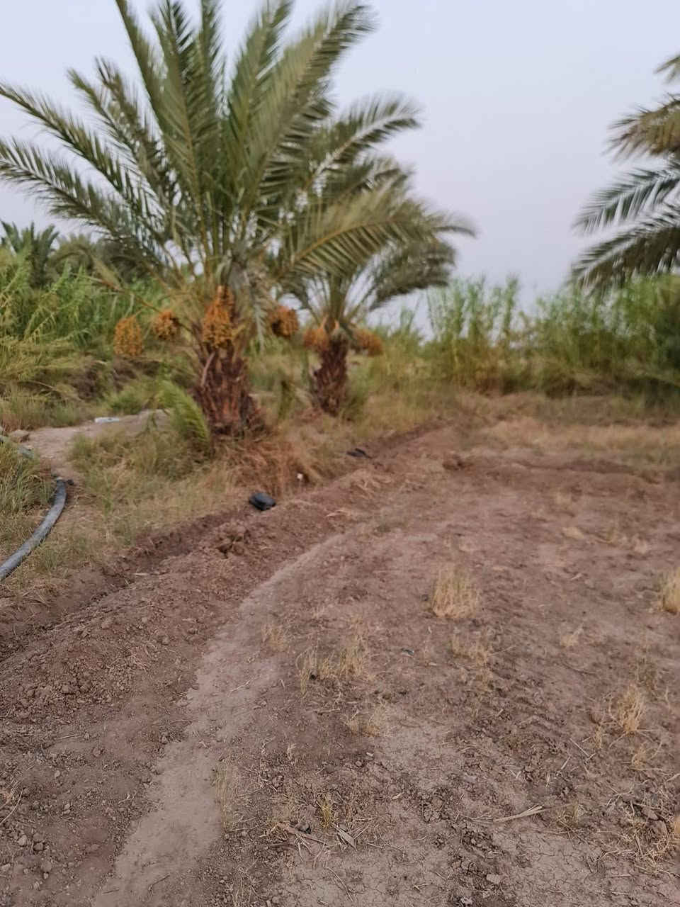 بستان مساحه دونم عنوان الارض خلف جامعه بابل خدمات كلها اباب الارض وسعر مناسب وطابو سند 25 بسمي احولك سند بسمك *********** يبعد عن طريق حله نجف 2000متر
مرخصة الادمن
