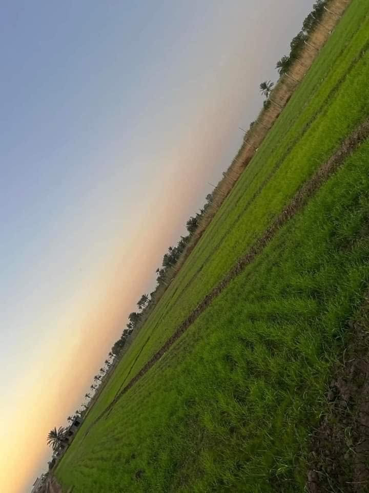 توجد ء150دونم طابو زراعي سند 25كافة الخدمات جاهزه للزراعه وسعر مناسب المكان شيخ عامر منطقة العيساويه على نهر صب مباشرعلى نهر العيساوية مباشر الاستفسار الاتصال***********
