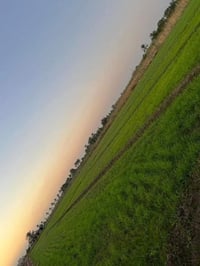 شيخ عامر • ١٥٠دونم • طابو زراعي