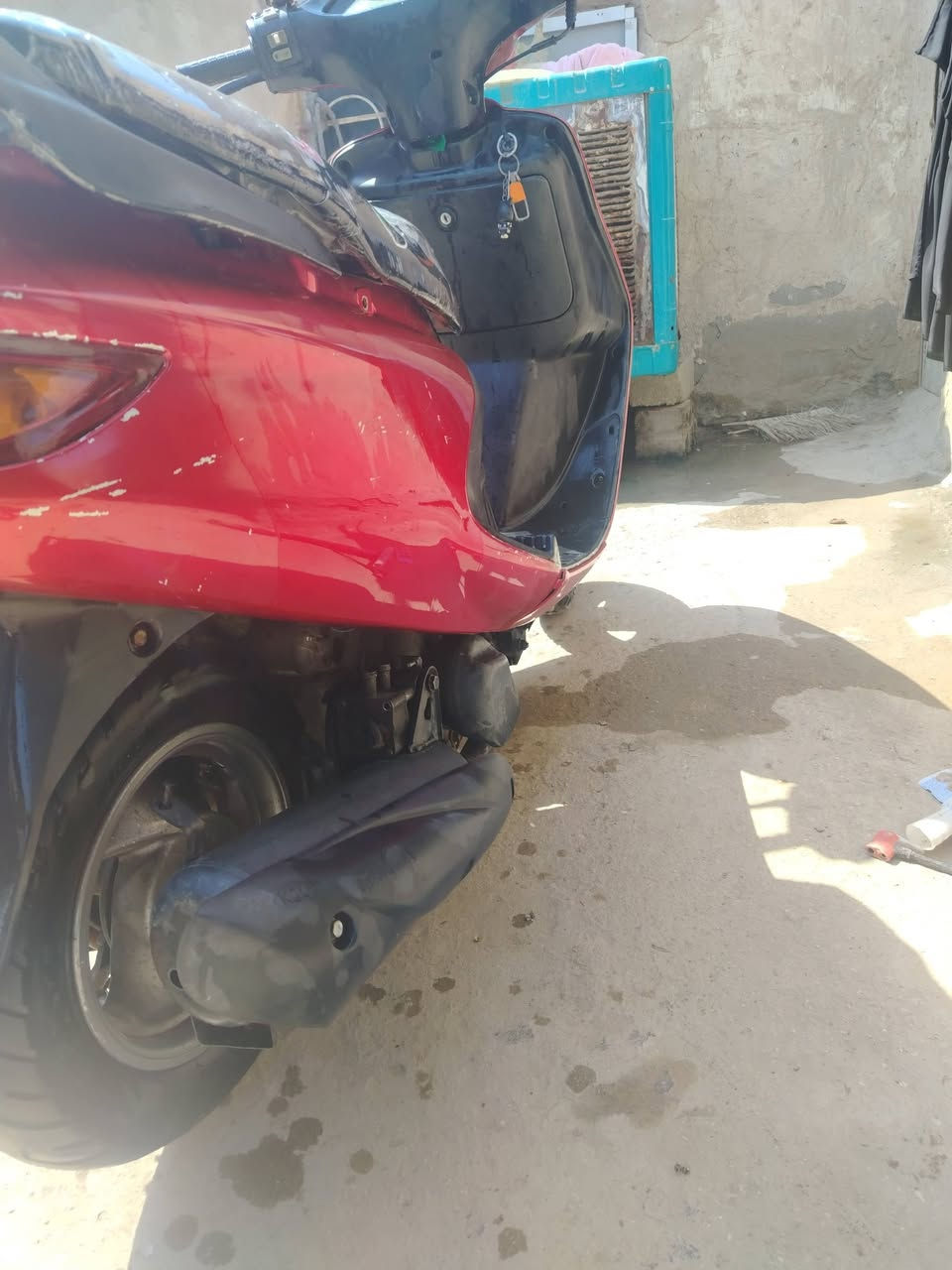 فراشة فحل • نضيفه • مجال مفتوح