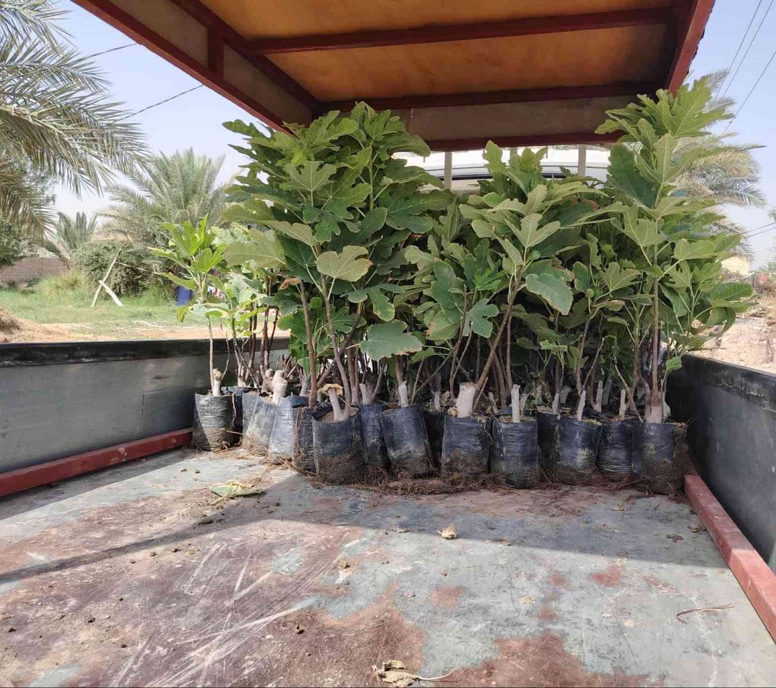 على بركة اله
🌞🌴.... البيع. شتلات تين ....🌴🌞🌴 
     🌞🌱تين اسواد تين بن مسلم🌱🌞🌱
     🌞 🚨.  المكان    بابل.      الكفل.🚨🌞
     🌞 جمله فقط
     🌞 جمله فقط
     🌞جاهز الزراعه 🌴🌴
     🌞اقل كميه ١٠٠ شتله 
     🌞التصال ***********📞📞
     🌞رتفاع متر. وأكثر🎄🎄 . حجم سندانه كيلوين 
     🌞ملاحظه. الشراي. يتصل🪩🪩
