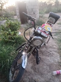 دايون • شغال • الضلوعيه