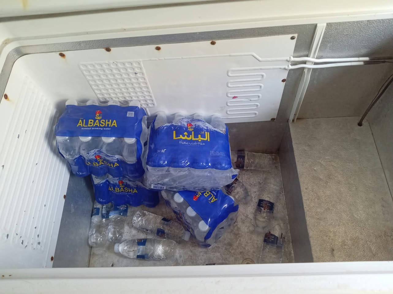 براد • شغال • ١١قدم