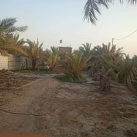 الناصرية العكر • ١٠٠٠م • بستان كبير