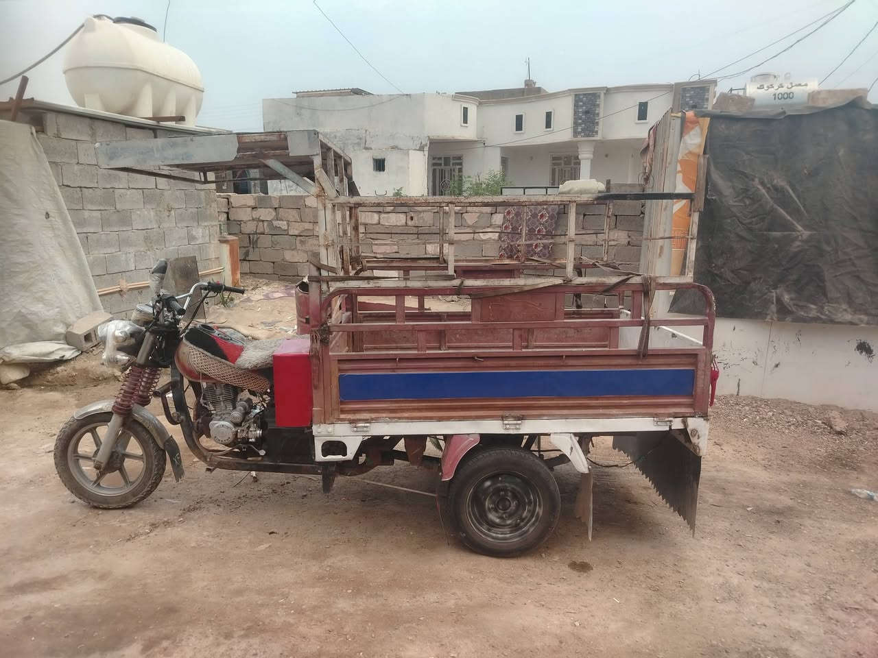 ستوته فحل • لحيم • صدية