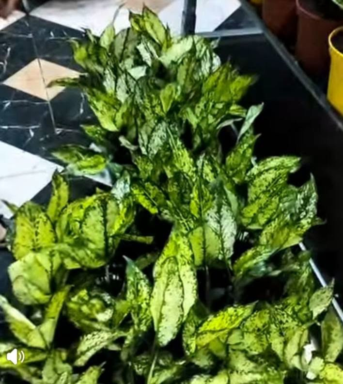 عرض خاص لبلاب 
زانبيه 
عصى موسى 
كلونيميا 
لطلب والاستفسار مرسلة الصفحه يوجد خدمة توصيل خانقين جلولاء سعديه
