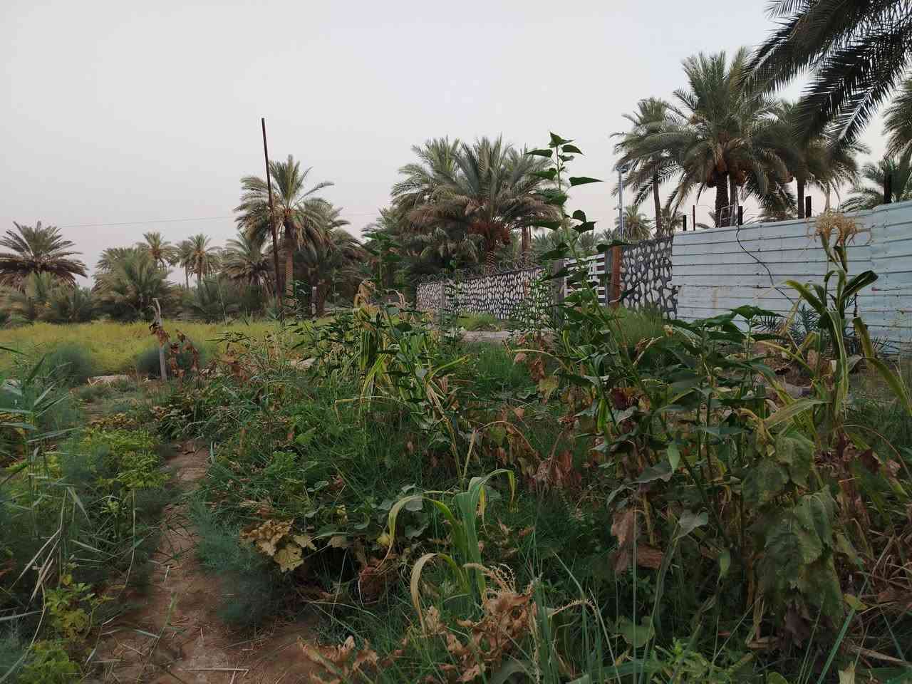 بسمي كربلاء • ١٠٠٠م • طابو زراعي