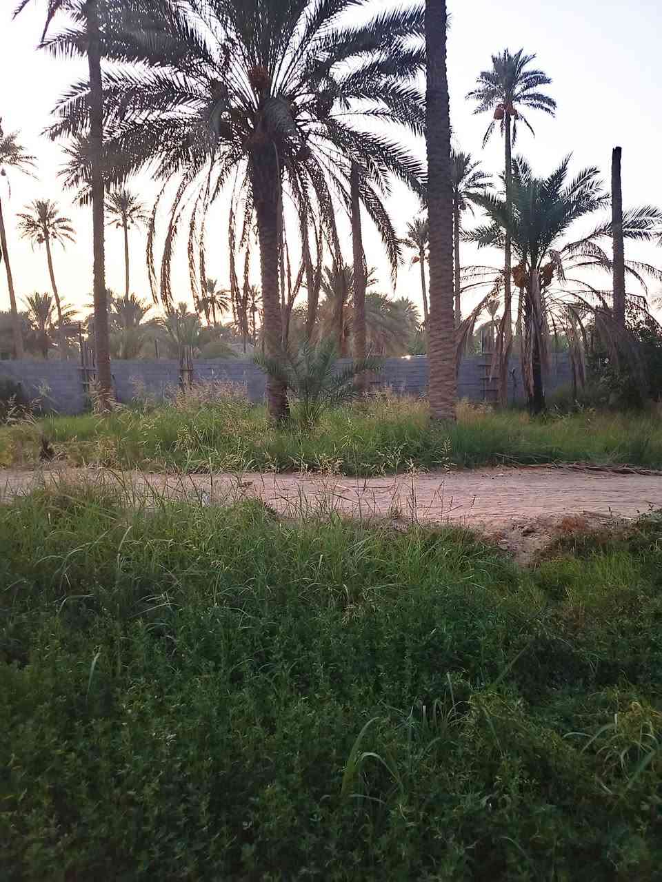بستان للبيع مساحه دونم و 190 متر المكان  كربلاء شارع بغداد عامود 54 قرب مطبخ العتبه خلف جامعه الزهراء نوع العقار طابو زراعي  سند 25
‏
‏ للاستفسار الاتصال على الرقم
‏***********
‏***********
‏***********
