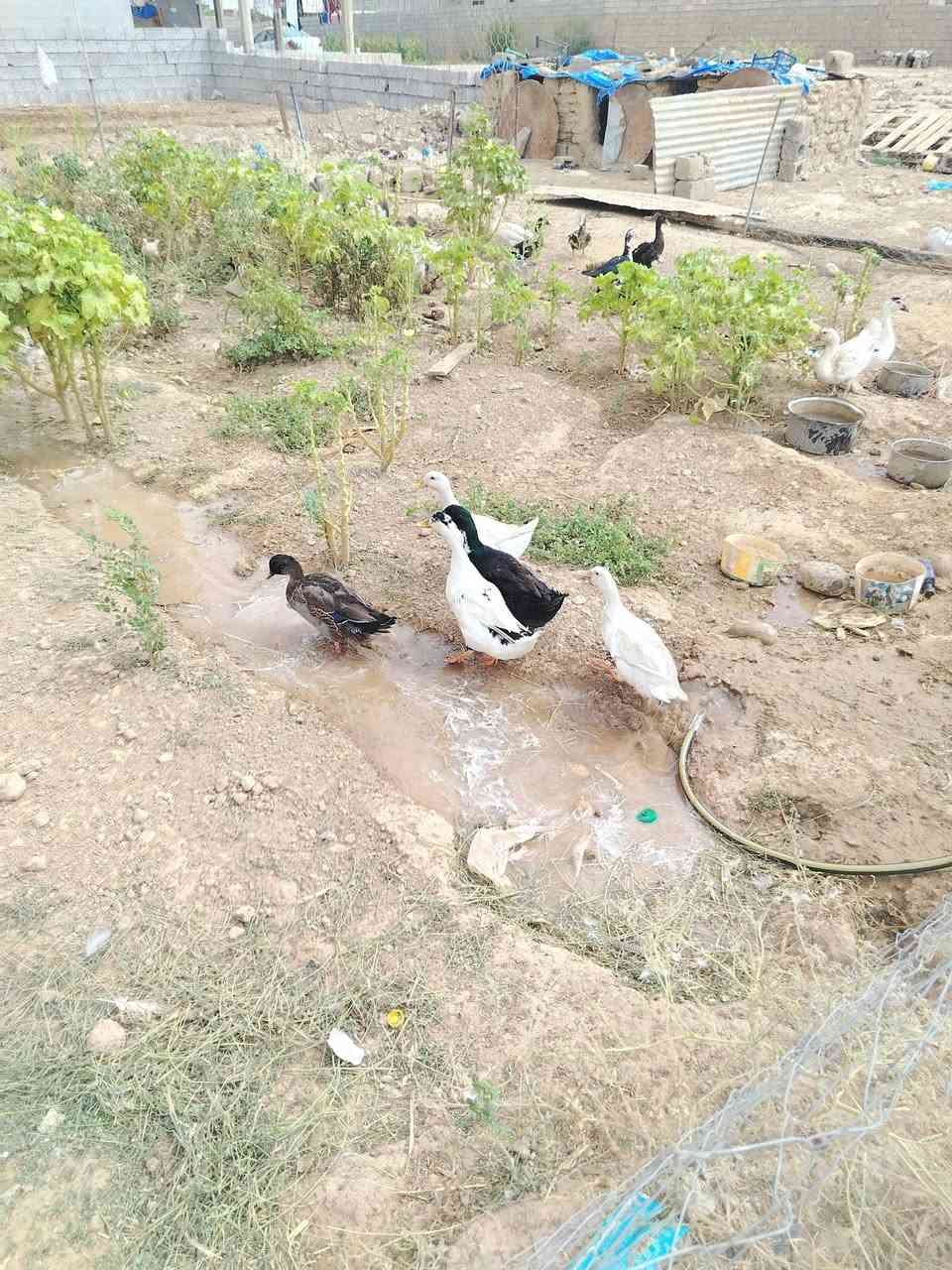 حمام بش دجاج اديوكه عرب فراريج شيش غاز غبج للبيع المكان اشميط ***********
