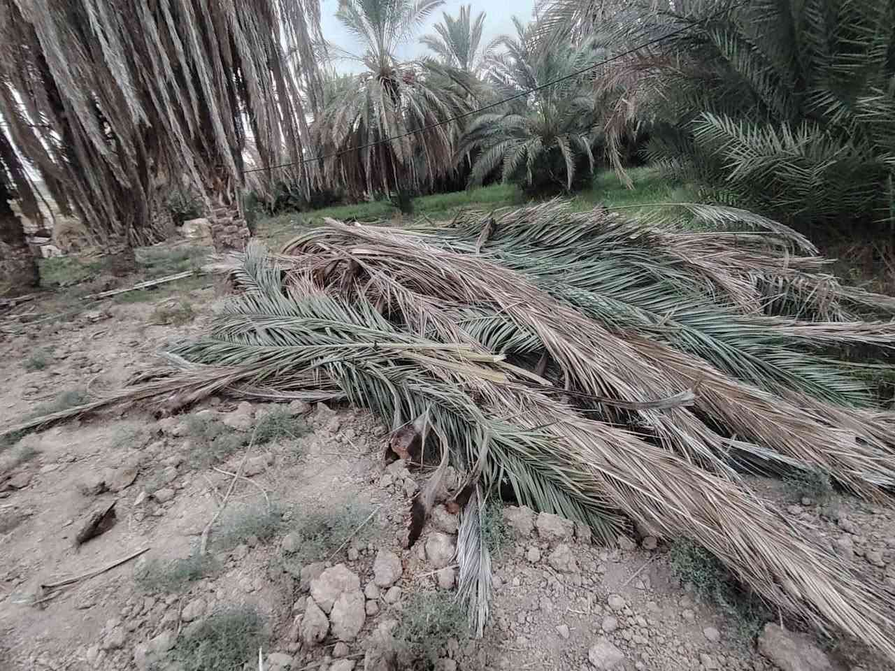 سعف نخل • كميات • سيد شويع