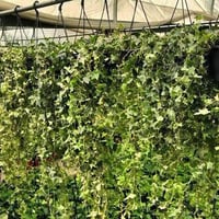😳 شوفوا هالجمال شلون يفتح النفس! 🌿💚 مو بس نباتات… هاي قطعة من الطبيعة ...