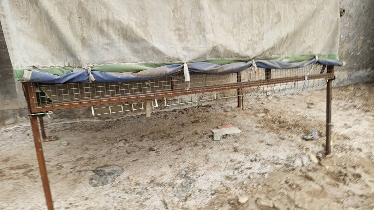 محجر مال فحل للبيع بي بوابات ينفتح اليفوك مكان بغداد مدينة صدر سعره 200 وتصال ***********
