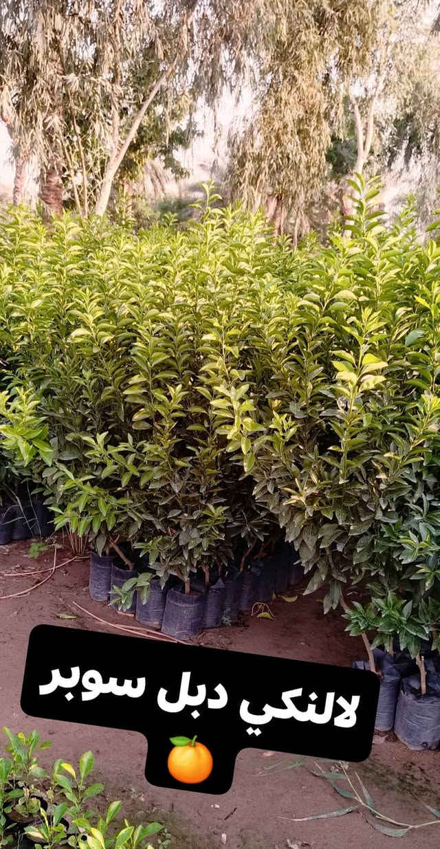 سلام عليكم ورحمة الله وبركاتة 
🌲من مشاتل الحاج حامد🌲 
🍋🍊تم تجهيز جميع اصناف الحمضيات🍋🍊 
🌱🌲كيس وسندان وبمختلف الاحجام🌳🌴
 ☎️للاستفسار مراسلة الصفحة أو الاتصال على الرقم☎️ التالي ***********📞

نص مكتوب في الصور:
- لالنكي عراقي
- نومي حامض عراقي
- لالنكي كليم تايم اجنبي
- لالنكي دبل سوبر
- طرنج عراقي 🍊