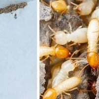 معالجة الأرضة • مبيدات عالية الجودة • ضمان ١٥ سنة