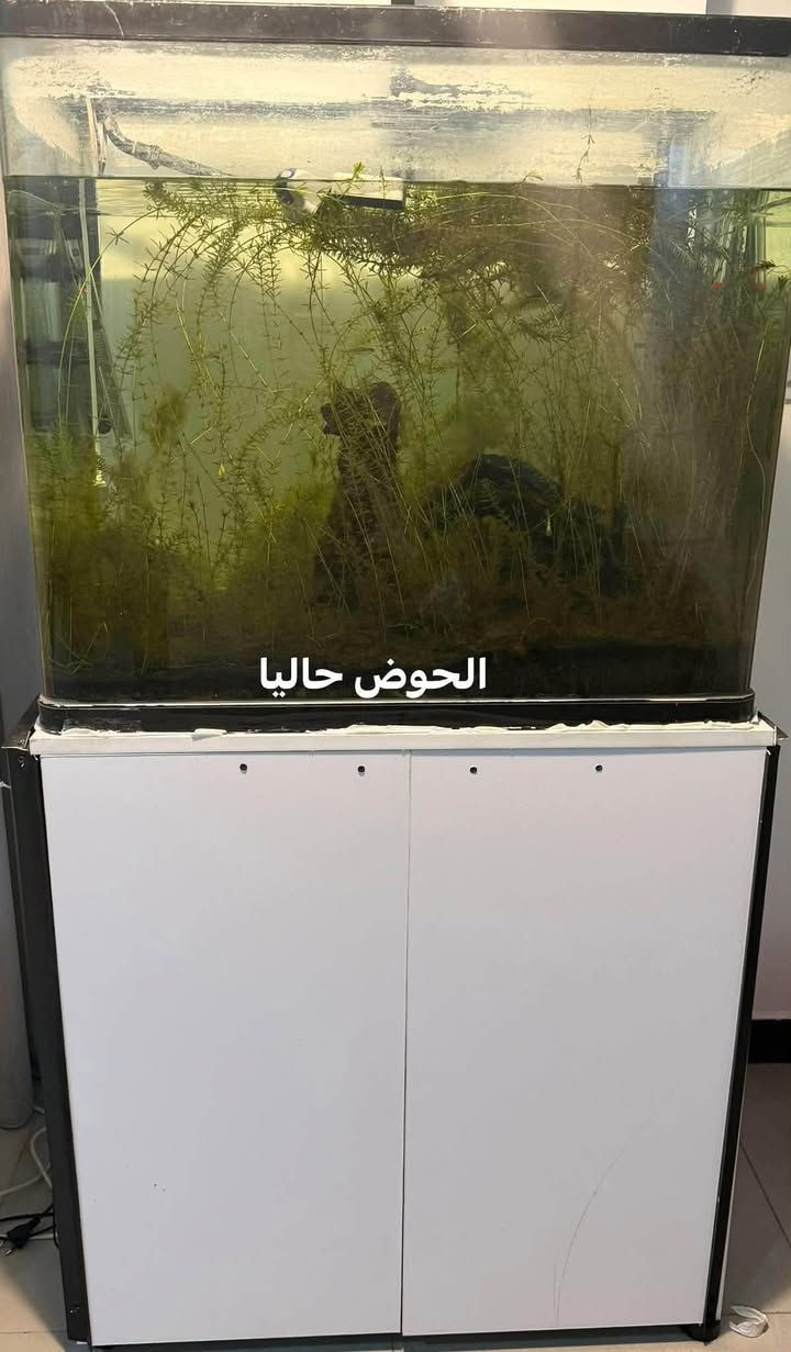 حوض سمك • ٨٠×٧٥×٤٥سم • فلتر كانستر خارجي