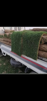 ثيل هندي • درجة أولى • متوفر اليوم