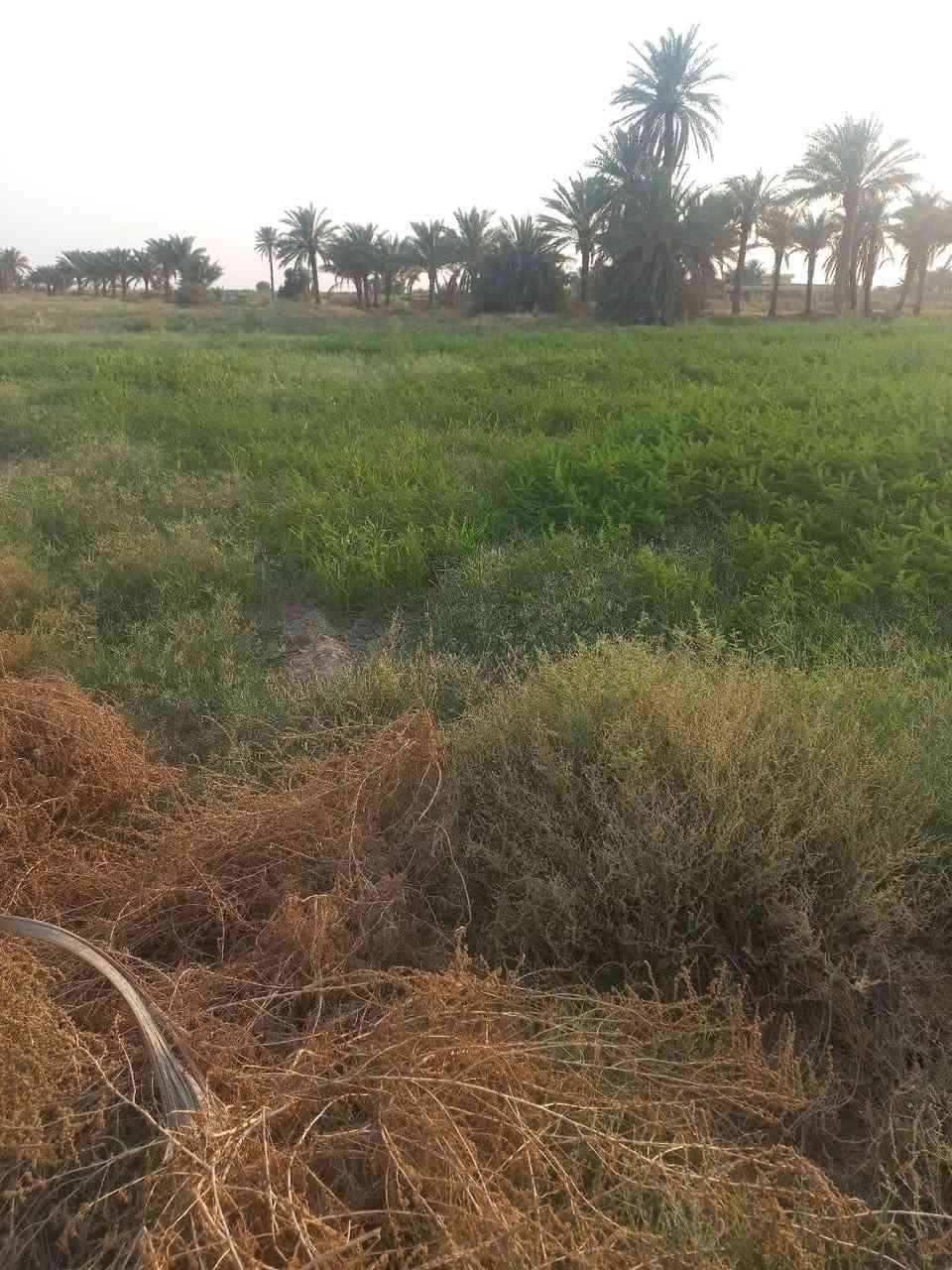 السلام عليكم ارض زراعية للبيع في شيشبار اللطيفية مقاطعة 32 جنابيين خلف مدرسة اغادير الابتدائية المختلطة خلف مدرسة الانصار المتوسطة للبنات 7حصص كل حصة دونم و 2300متر البيع حسب الطلب للاستفسار الاتصال على الرقم  *********** واتساب
غير متواجد على الفيسبوك
السلام عليكم ارض زراعية للبيع في شيشبار اللطيفية مقاطعة 32 جنابيين خلف مدرسة اغادير الابتدائية المختلطة خلف مدرسة الانصار المتوسطة للبنات 7حصص كل حصة دونم و 2300متر البيع حسب الطلب للاستفسار الاتصال على الرقم  *********** واتساب
