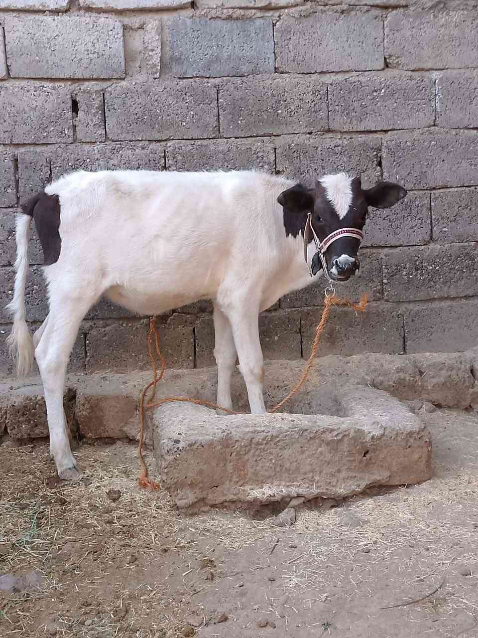 جوز حوليات • جنس اصليات • توصيل