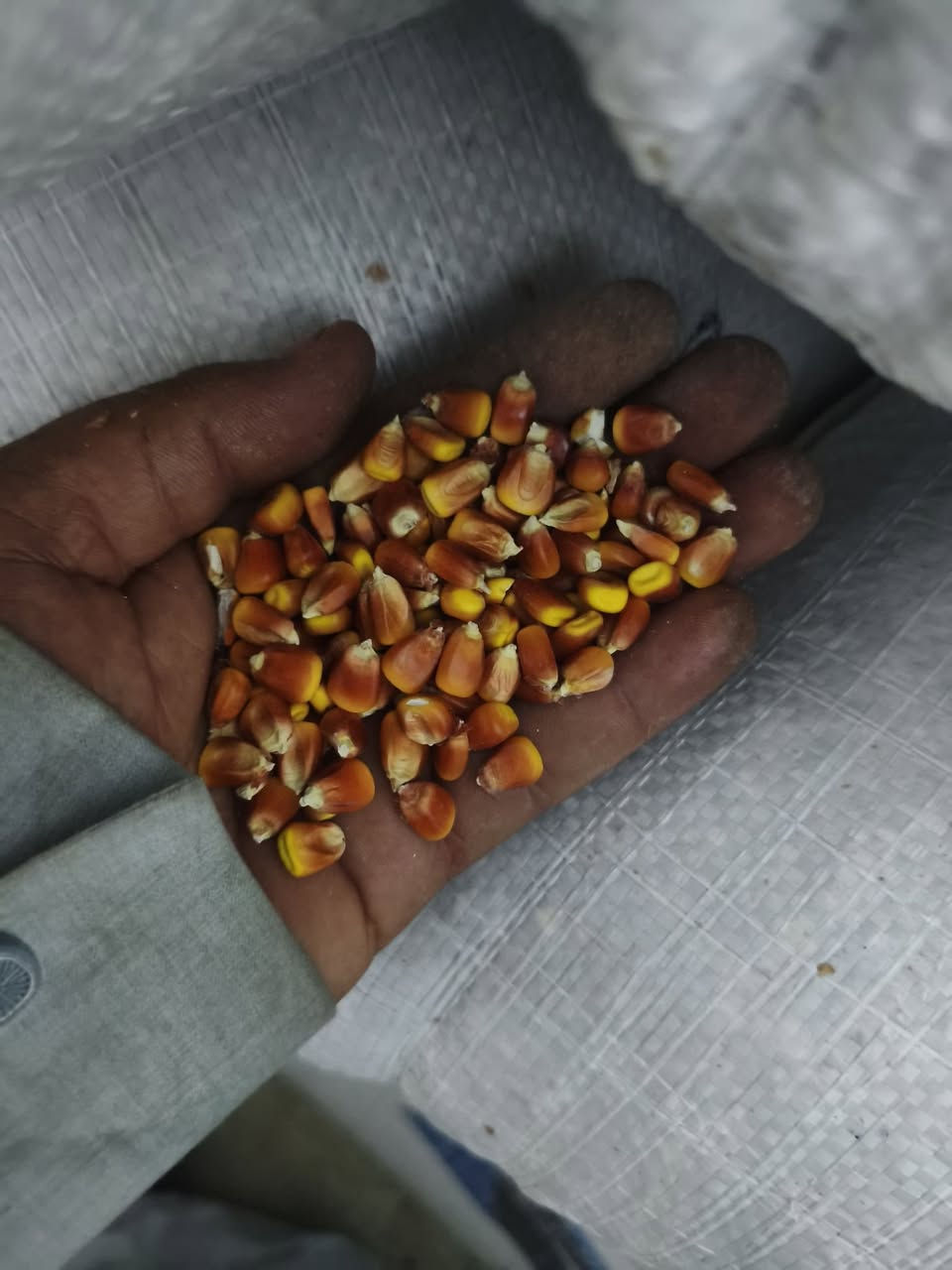 اذره حمراء علف طيور للبيع مكان ديالى 
سعر 600/هاتف ***********
