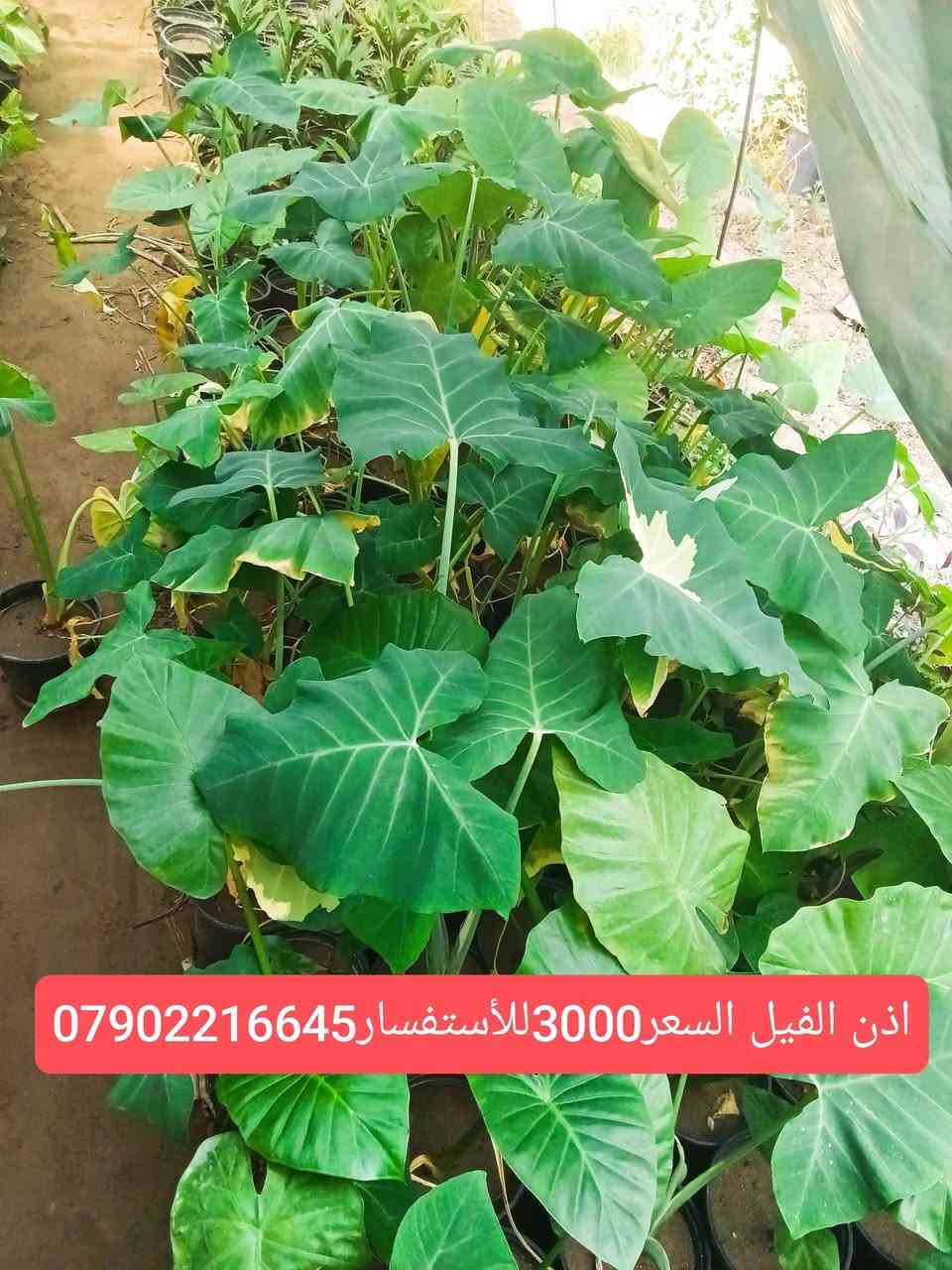 لا توجد تفاصيل

نص مكتوب في الصور:
- مضلة الشرطي السعر 2000 للأستفسار ***********
- كرن الغزال 2000 للأستفسار ***********
- عنكبوت مشطب السعر 2500 للأستفسار ***********
- اذن الفيل السعر3000للاستفسار***********
- اكليرو سعر 4000 للأستفسار***********
- سايكس عراقي 10000 ويوجد احجام اخرى للأستفسار ***********
- صبرير عامودي للبيع احجام مختلفه رقم الهاتف ***********
- دراسينيا أذريه الطول متر 2500رقم الهاتف ***********
- خف البط مشطب السعر 1500رقم الهاتف ***********