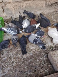 طيور لوت • 5 ازواج • البصرة أبو الخصيب