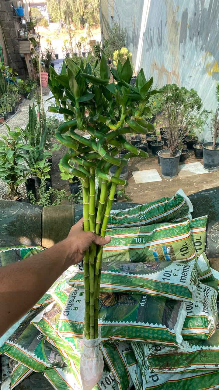 السلام عليكم 🤍وصول وجبة نبتات جديدة انتضرونا العصر تنزل الاسعار  اهلا بكم بمشتل دوميز 💙🌳
