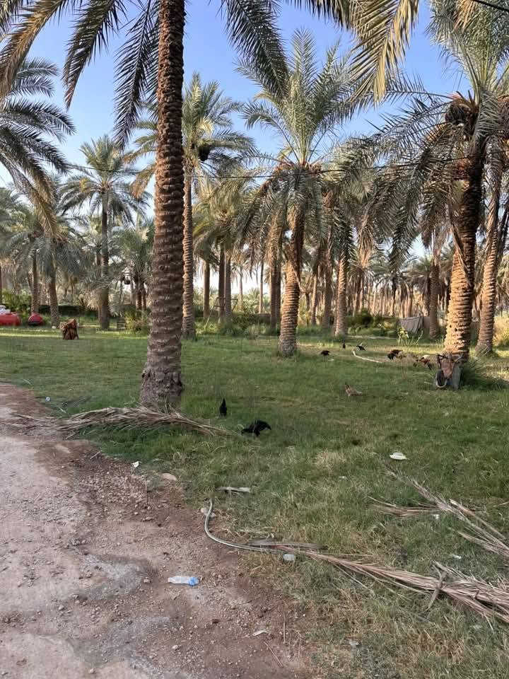 مزرعه ٣ دونم طابو زراعي مع بيوت حديثه مزروعه ومشجره وبيه ١٢٠ نخله متنوع لاصناف حله ورديه خلف محطه المقادير تبعد عن التبليط الرئسي ٤٠٠ متر سبيس كافه الخدمات تبعد عن المركز ٤ كيلو  مي سقي ومي اساله موجود مدارس ومستوصف موجود ركن باقي التفاصيل استفسار ***********
