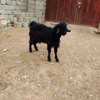 صخول • عدد ٧ • للبيع
