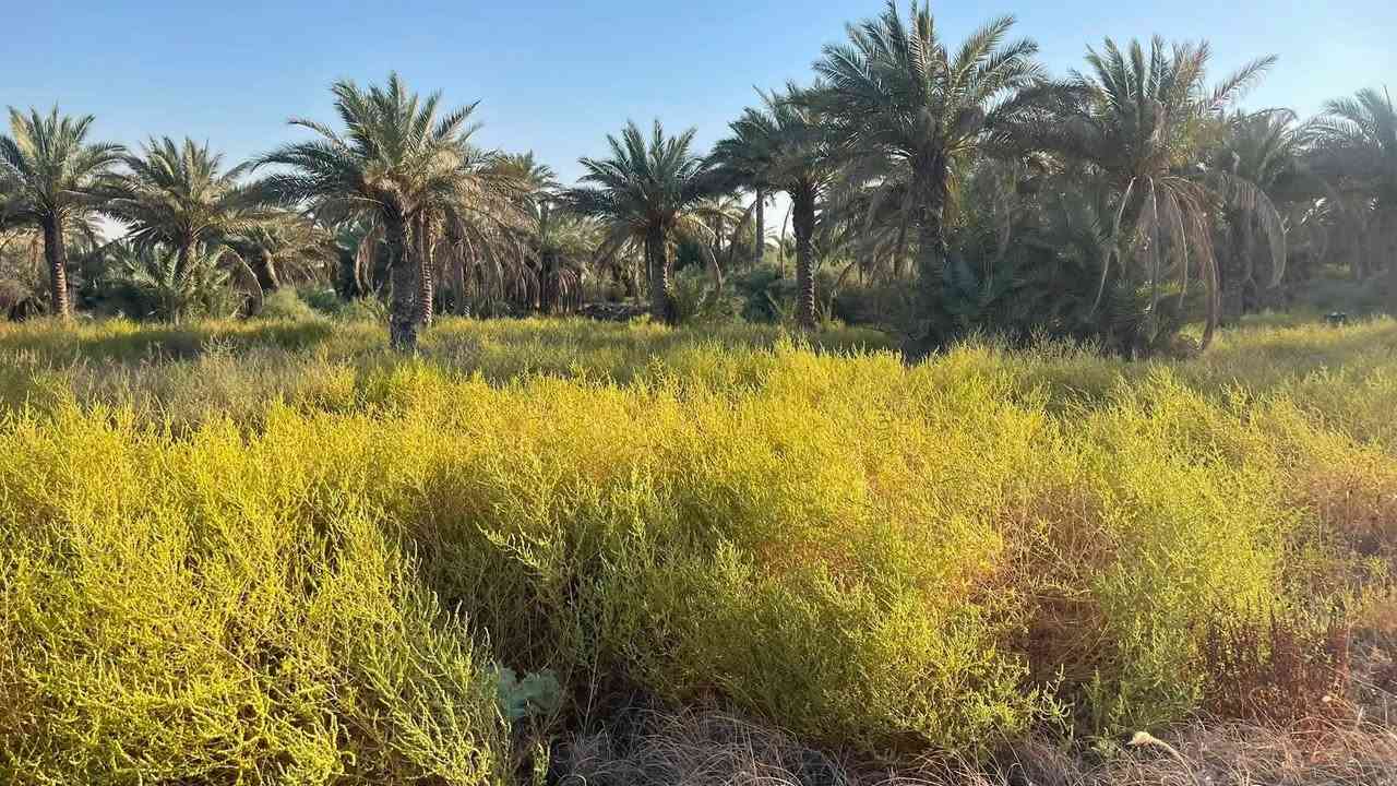 دونم  3للبيع عقد 35في كربلاء ‏منطقة الزبيليه ‏الواجهة100 ‏تبعد عن الشارع 500 متر طريق الرابط الاتصال/*********** /***********
