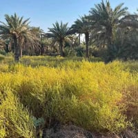 ٣ دونم • الزبيليه كربلاء • واجهة ١٠٠م