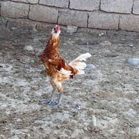 ديوك • دجاج عرب • تل عاكوب