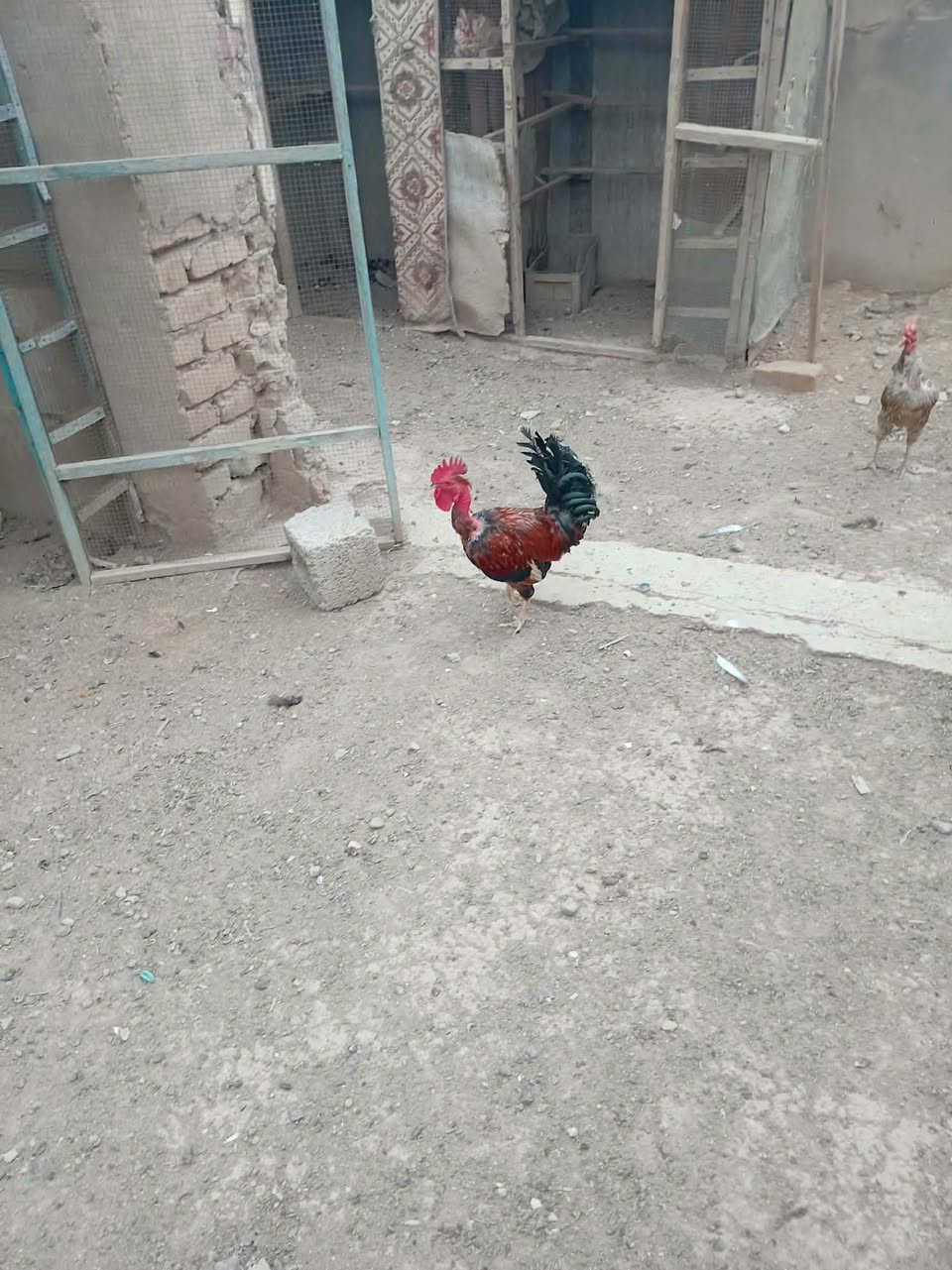 قفل ديج • ابو ركيبه