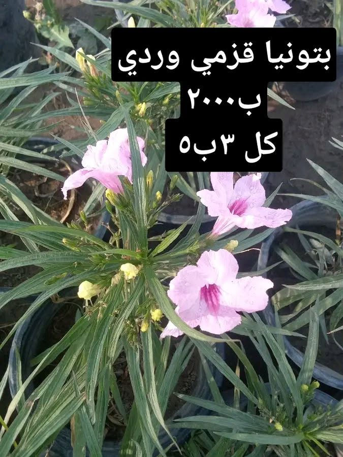 التوصيل داخل بغداد فقط 
للطلب *********** واتساب

نص مكتوب في الصور:
- بتونيا الصحراء ب ٢٠٠٠ كل ٣ ب ٥
- زنبقه المطر ب٢٠٠٠ كل ٣ ب٥
- متسلق اللبلاب الاسود ب٢٥٠٠
- بتونيا الصحراء ابيض ب ٢٠٠٠ كل ٣ ب ٥
- بتونيا قزمي وردي ب ٢٠٠٠ كل ٣ ب ٥