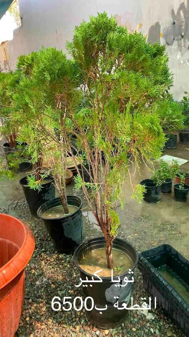 🌿 السلام عليكم ورحمة الله وبركاته 🌿

🌱 متوفر نبتات بأسعار الجملة 🌱
💰 الأسعار موضحة داخل الصور

🚚 التوصيل فقط بـ 1,000 دينار للمناطق التالية:

📍 حي سومر
📍 حي دوميز
📍 حي الانتصار
📍 يارمجة
📍 حي فلسطين
📍 حي الصحة

📲 للطلب والاستفسار:

💬 واتساب: ***********
📞 اتصال: ***********

🌿 الكمية محدودة، والطلب حسب التوفر 🌿
