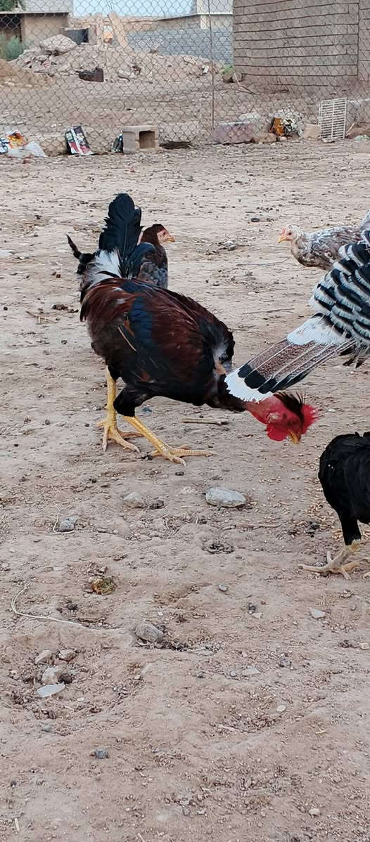 ديج • ابو ركيبة