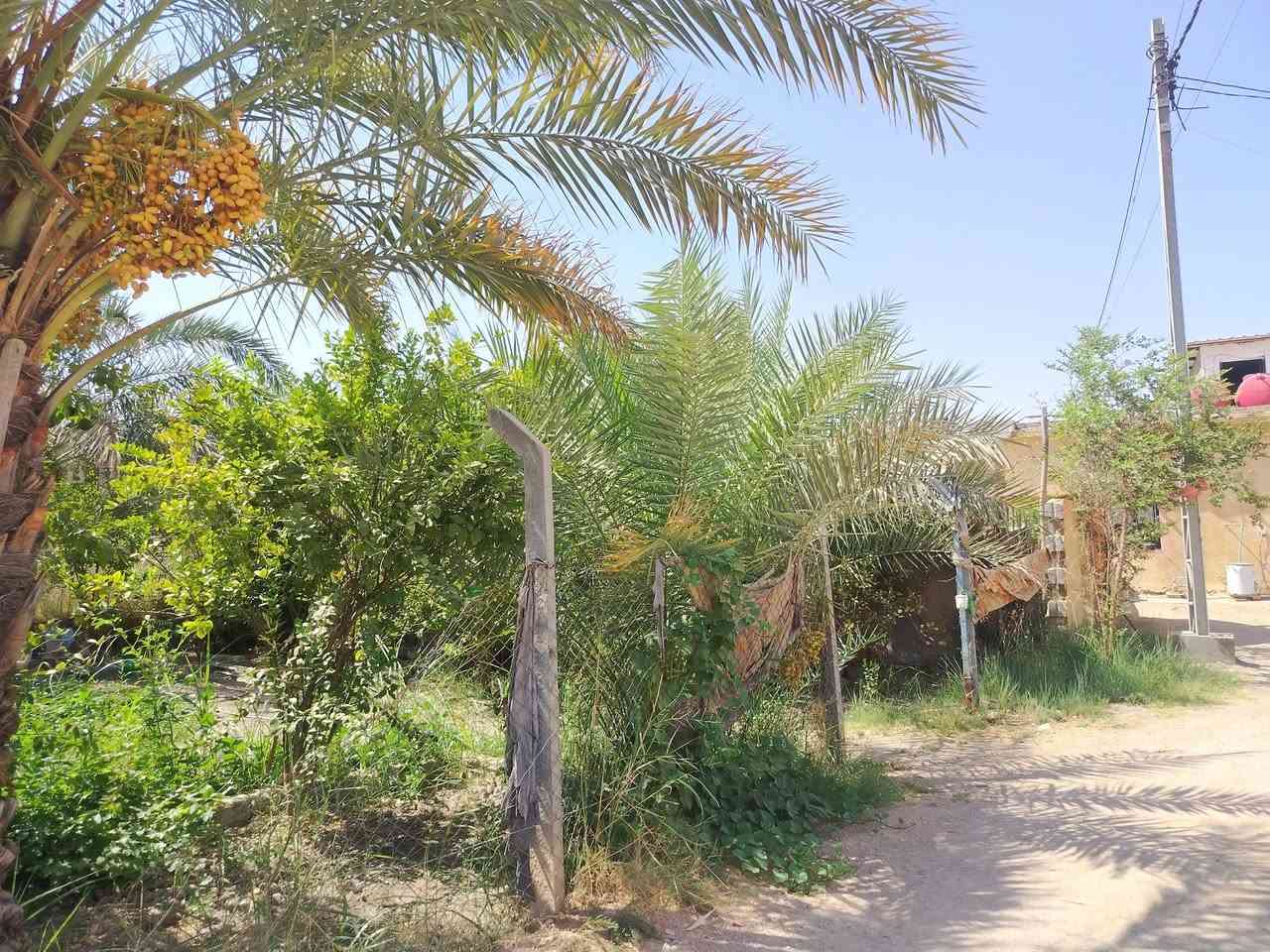 دونم للبيع ٢٥٠٠م طابو زراعي سند ٢٥ اسهم العنوان كربلاء طويريج الهنديه قرب الشارع الطبر الاستفسار *********** ***********
