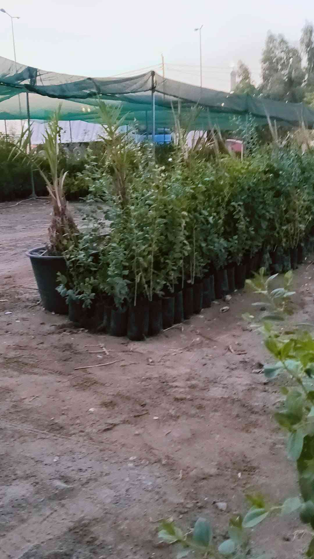 مساء الورد عليكم تحياتي للجميع 🌺

اليوم وصلت وجبه جديده جميع انواع الاشجار🌺

 اهلاً وسهلا  بيكم مشتل يم الامام بكر عليه السلام بابل

مشتل نور المرتضى👉👉

 رقم الهاتف بيه واتساب راسلوني وتداللون موجود توصيل 

 

***********
