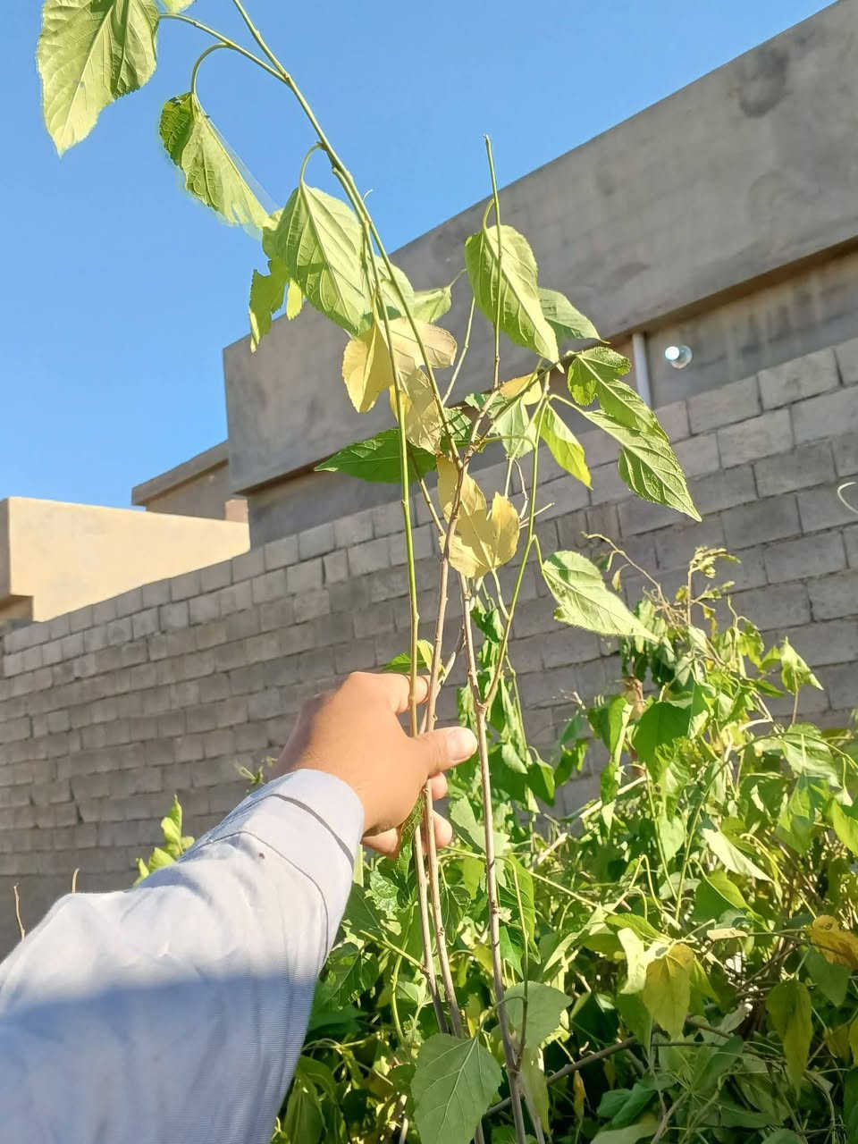 سلام عليكم
متوفر شتل في الشهامة
عنب حلواني
عنب رئاسي
عنب بلد
عنب فرنسي
تين اسود بني مسلم
تين ابيض 
رمان عراقي حامض حلو
رمان شهربان
رارنج عراقي
ليمون عراقي
برتقال عراقي
لالنكي عراقي
البيزيا
تكي اسود احمر
‏‪***********‬‏
***********
