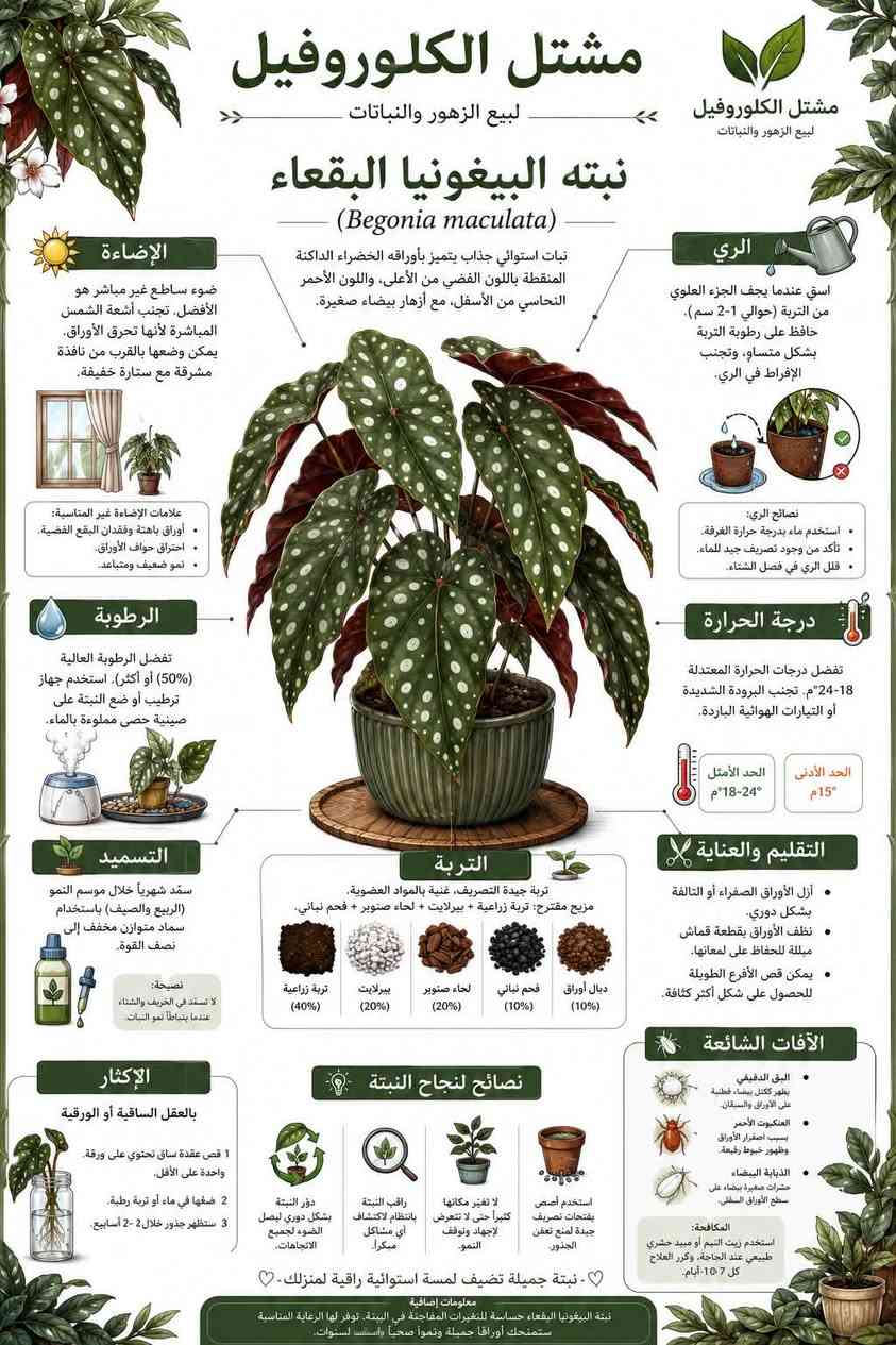 🫆 دليل عناية رسومي وشرح مفصل مقدم من مشتل الكلوروفيل🍀 يخص نبات البيغونيا (اجنحة الملائكه) 
📦للحجر والاستفسار : مراسلة الصفحة او عن طريق الواتساب 👇🏻
*********** 📞 واتساب
🚚التوصيل داخل الموصل فقط 
@إشارة
