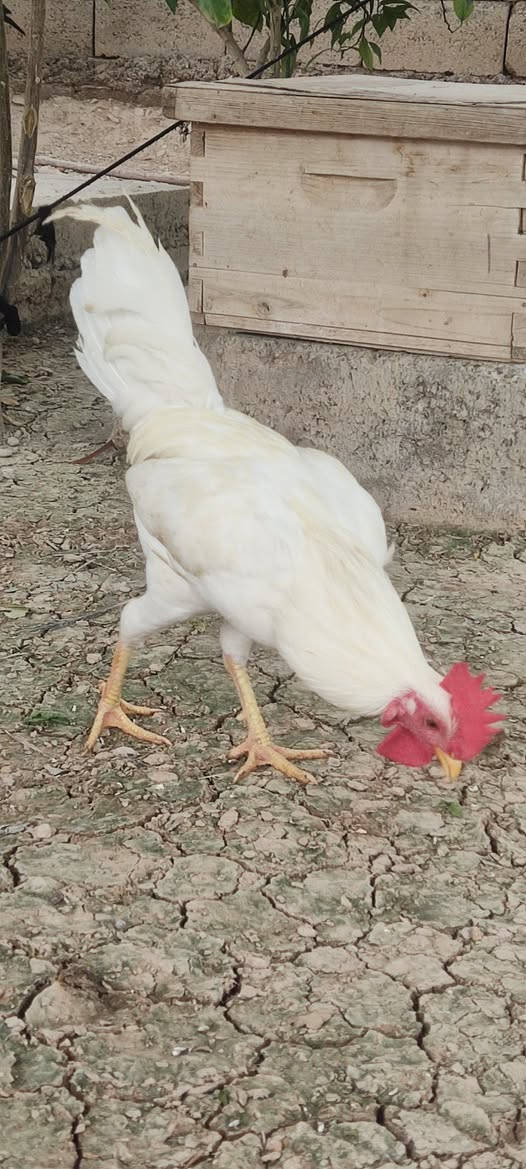ديوجه عرب • سنة • ٤ للبيع