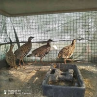 دراج بري • حسب الطلب • زغار وكبار